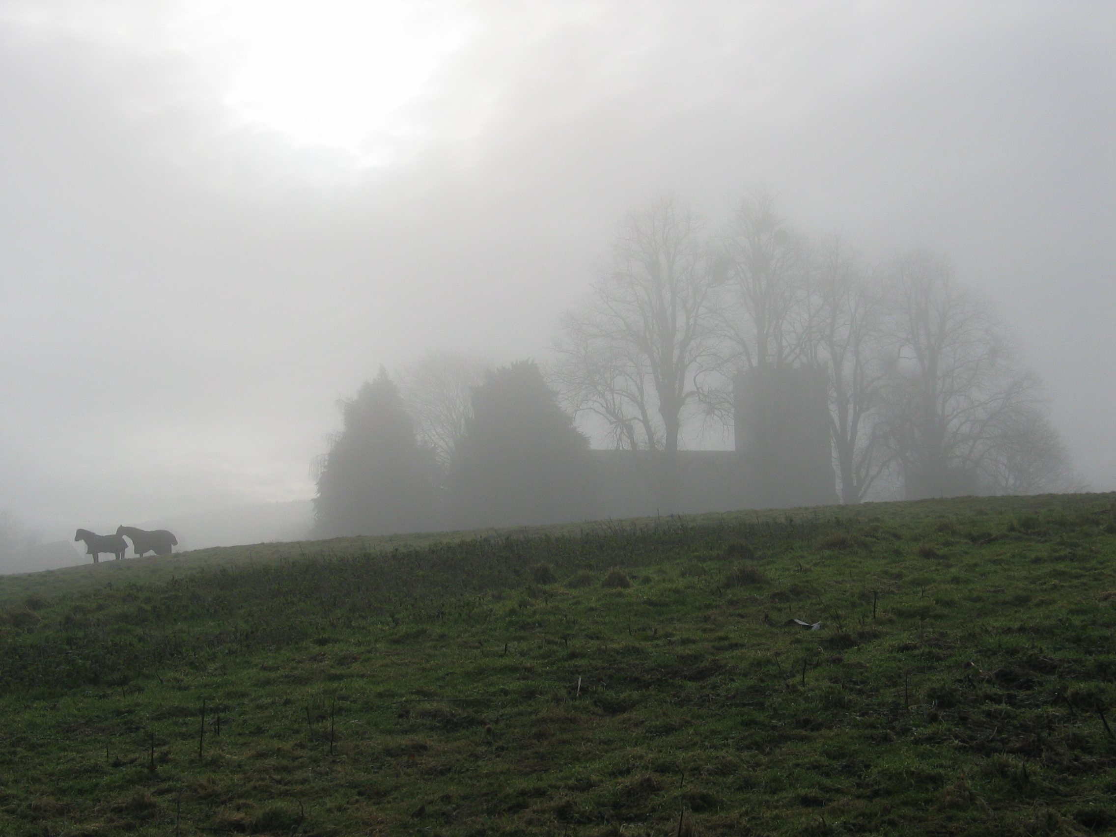 Horses in the mist in front of the Church of the Holy Rood 