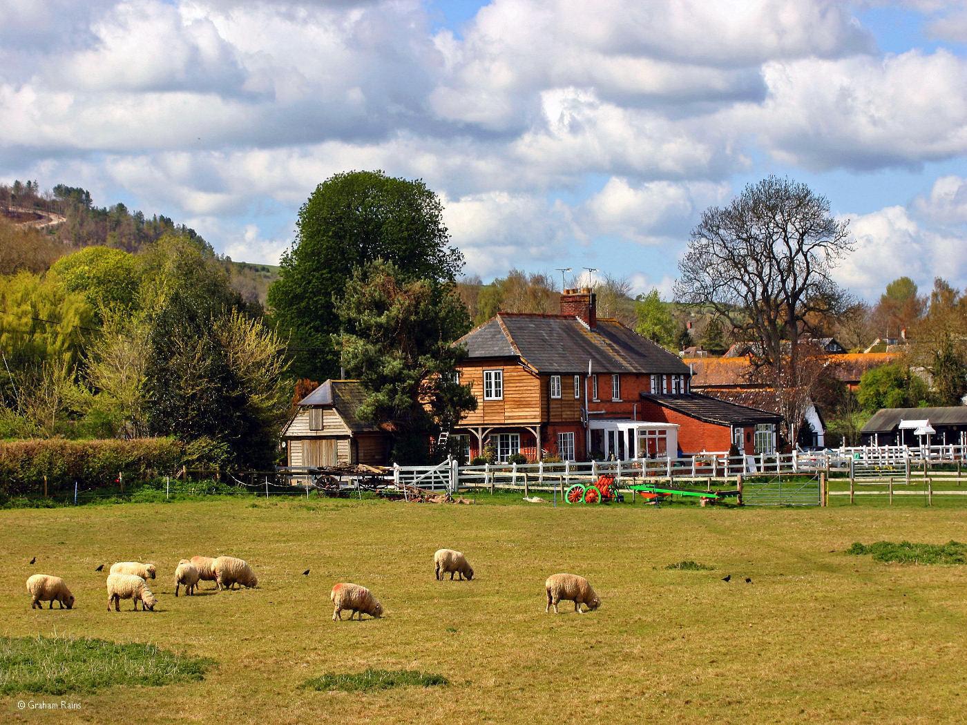 Sheep grazing